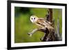 A Barn Owl (Tyto Alba) Perching-Richard Wright-Framed Premium Photographic Print