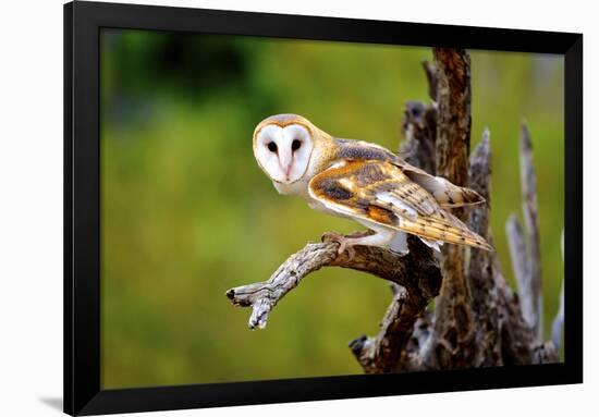 A Barn Owl (Tyto Alba) Perching-Richard Wright-Framed Premium Photographic Print