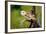 A Barn Owl (Tyto Alba) Perching-Richard Wright-Framed Photographic Print