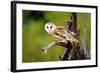 A Barn Owl (Tyto Alba) Perching-Richard Wright-Framed Photographic Print