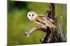 A Barn Owl (Tyto Alba) Perching-Richard Wright-Mounted Photographic Print