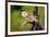 A Barn Owl (Tyto Alba) Perching-Richard Wright-Framed Photographic Print