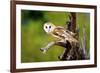 A Barn Owl (Tyto Alba) Perching-Richard Wright-Framed Photographic Print