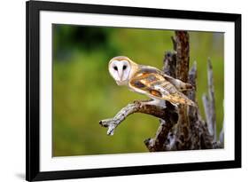 A Barn Owl (Tyto Alba) Perching-Richard Wright-Framed Photographic Print