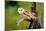 A Barn Owl (Tyto Alba) Perching-Richard Wright-Mounted Photographic Print