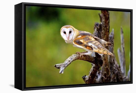 A Barn Owl (Tyto Alba) Perching-Richard Wright-Framed Stretched Canvas