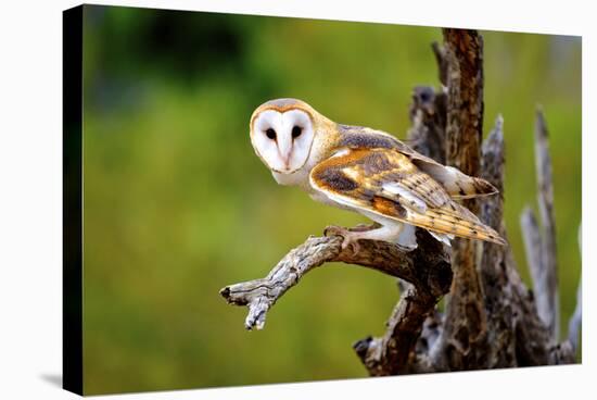 A Barn Owl (Tyto Alba) Perching-Richard Wright-Stretched Canvas