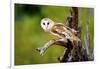 A Barn Owl (Tyto Alba) Perching-Richard Wright-Framed Premium Photographic Print