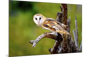 A Barn Owl (Tyto Alba) Perching-Richard Wright-Mounted Premium Photographic Print