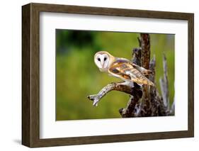 A Barn Owl (Tyto Alba) Perching-Richard Wright-Framed Photographic Print