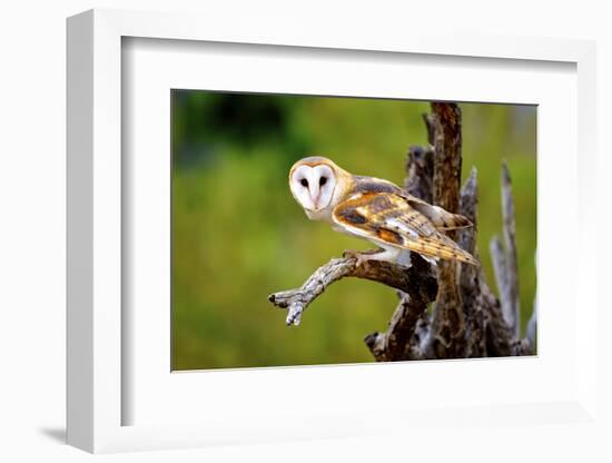 A Barn Owl (Tyto Alba) Perching-Richard Wright-Framed Photographic Print