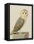 A Barn Owl (Tyto Alba)-Nicolas Robert-Framed Stretched Canvas