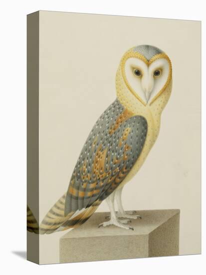 A Barn Owl (Tyto Alba)-Nicolas Robert-Stretched Canvas