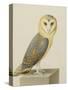 A Barn Owl (Tyto Alba)-Nicolas Robert-Stretched Canvas