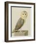 A Barn Owl (Tyto Alba)-Nicolas Robert-Framed Giclee Print