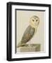 A Barn Owl (Tyto Alba)-Nicolas Robert-Framed Giclee Print