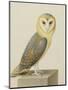 A Barn Owl (Tyto Alba)-Nicolas Robert-Mounted Giclee Print