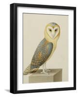 A Barn Owl (Tyto Alba)-Nicolas Robert-Framed Giclee Print