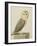 A Barn Owl (Tyto Alba)-Nicolas Robert-Framed Giclee Print