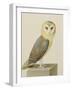 A Barn Owl (Tyto Alba)-Nicolas Robert-Framed Giclee Print