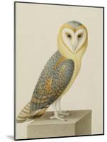 A Barn Owl (Tyto Alba)-Nicolas Robert-Mounted Giclee Print
