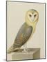 A Barn Owl (Tyto Alba)-Nicolas Robert-Mounted Giclee Print