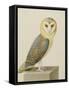 A Barn Owl (Tyto Alba)-Nicolas Robert-Framed Stretched Canvas
