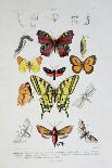 Various Butterflies from "Dictionnaire Elementaire D'Histoire Naturelle"-A. Baron-Giclee Print