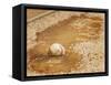 A Baseball Sits in a Puddle-null-Framed Stretched Canvas