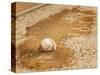 A Baseball Sits in a Puddle-null-Stretched Canvas