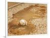A Baseball Sits in a Puddle-null-Framed Photographic Print