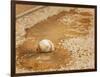 A Baseball Sits in a Puddle-null-Framed Photographic Print