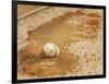 A Baseball Sits in a Puddle-null-Framed Photographic Print