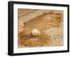 A Baseball Sits in a Puddle-null-Framed Photographic Print