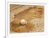 A Baseball Sits in a Puddle-null-Framed Photographic Print