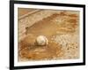 A Baseball Sits in a Puddle-null-Framed Photographic Print