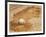 A Baseball Sits in a Puddle-null-Framed Photographic Print