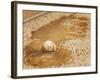 A Baseball Sits in a Puddle-null-Framed Photographic Print