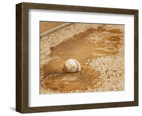 A Baseball Sits in a Puddle-null-Framed Photographic Print