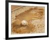 A Baseball Sits in a Puddle-null-Framed Photographic Print