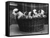 A Basket of Mischief! a Fine Litter of Wire-Haired Fox Terrier Puppies-null-Framed Stretched Canvas