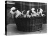 A Basket of Mischief! a Fine Litter of Wire-Haired Fox Terrier Puppies-null-Stretched Canvas