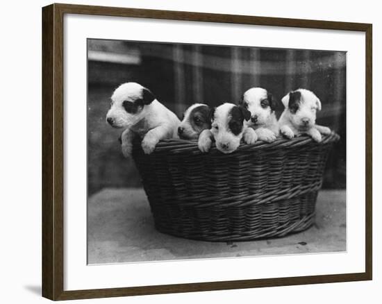 A Basket of Mischief! a Fine Litter of Wire-Haired Fox Terrier Puppies-null-Framed Photographic Print