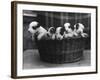 A Basket of Mischief! a Fine Litter of Wire-Haired Fox Terrier Puppies-null-Framed Photographic Print