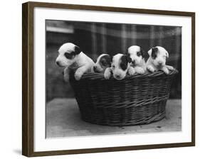 A Basket of Mischief! a Fine Litter of Wire-Haired Fox Terrier Puppies-null-Framed Photographic Print