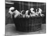 A Basket of Mischief! a Fine Litter of Wire-Haired Fox Terrier Puppies-null-Mounted Photographic Print