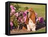 A Basset Hound Sitting Next to a Rose Garden-Zandria Muench Beraldo-Framed Stretched Canvas