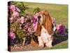 A Basset Hound Sitting Next to a Rose Garden-Zandria Muench Beraldo-Stretched Canvas