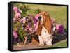 A Basset Hound Sitting Next to a Rose Garden-Zandria Muench Beraldo-Framed Stretched Canvas