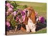 A Basset Hound Sitting Next to a Rose Garden-Zandria Muench Beraldo-Stretched Canvas